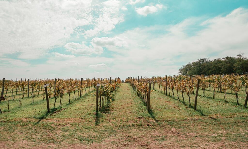Bodega Gamboa finca