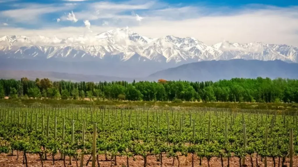vino argentino Mendoza