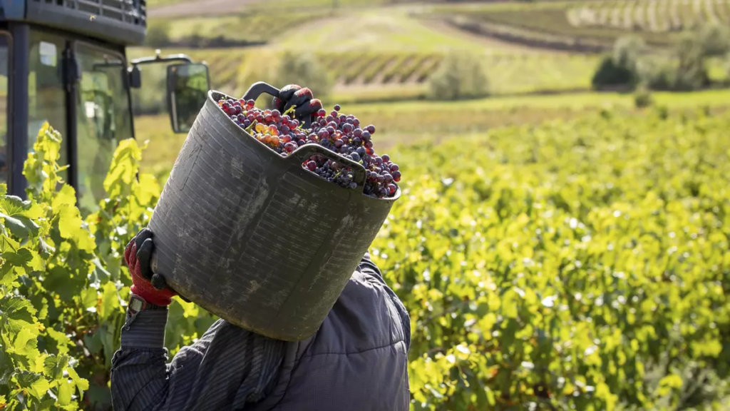 trabajador vitivinícola