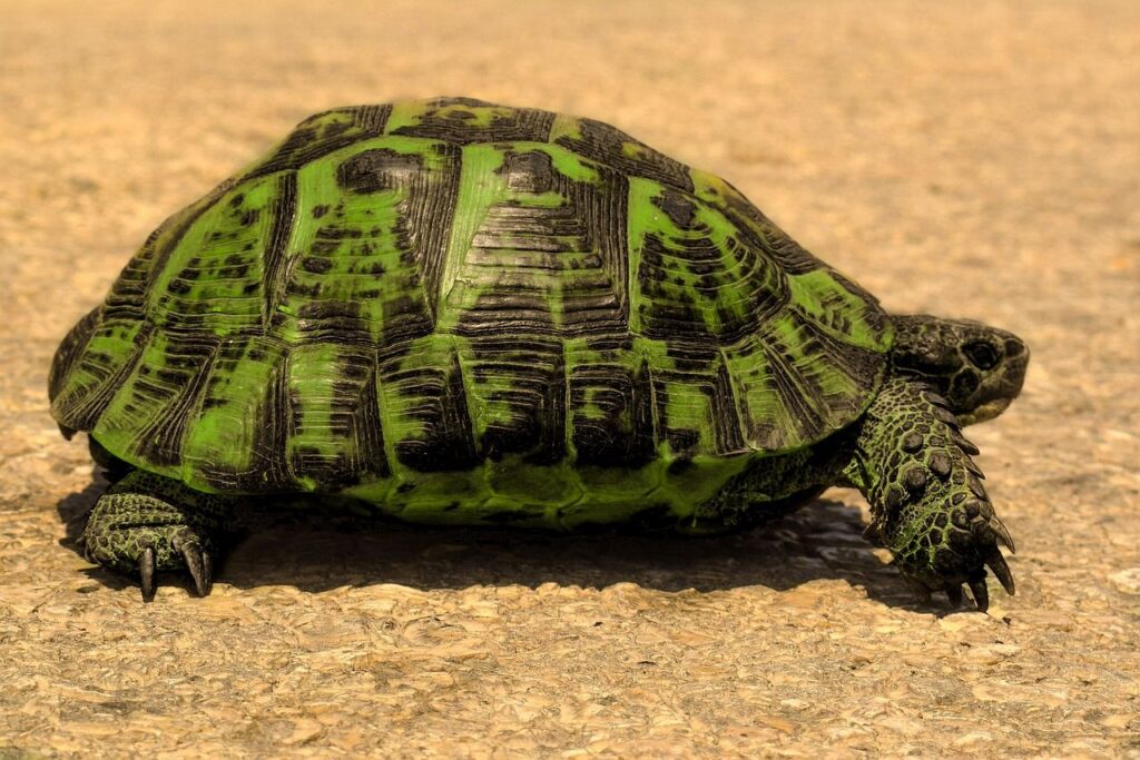 tortugas