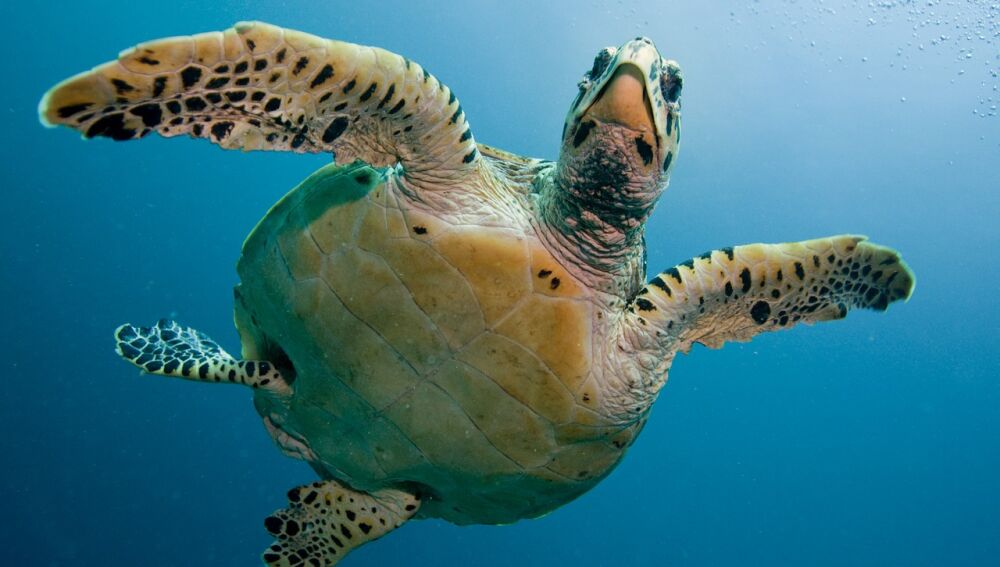 tortugas