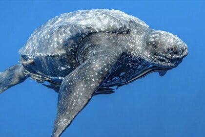 tortugas