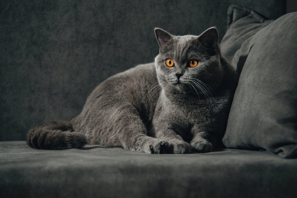 gato