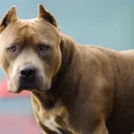 Cordoba una mujer de 82 anos fue atacada por un pitbull y sufrio una fractura de femur