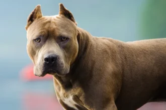 Cordoba una mujer de 82 anos fue atacada por un pitbull y sufrio una fractura de femur