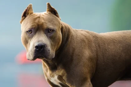 Cordoba una mujer de 82 anos fue atacada por un pitbull y sufrio una fractura de femur