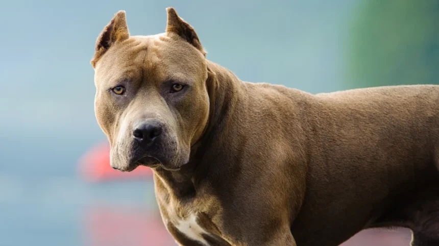 Cordoba una mujer de 82 anos fue atacada por un pitbull y sufrio una fractura de femur