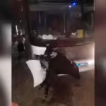 Un micro con hinchas de Estudiantes choco contra una vaca cuando volvian a La Plata tras la final con Rosario Central