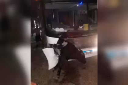 Un micro con hinchas de Estudiantes choco contra una vaca cuando volvian a La Plata tras la final con Rosario Central