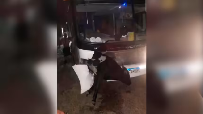 Un micro con hinchas de Estudiantes choco contra una vaca cuando volvian a La Plata tras la final con Rosario Central