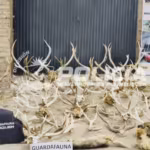 Allanaron una estancia en Neuquen y secuestraron 17 armas miles de municiones y trofeos de fauna sin documentacion