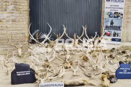 Allanaron una estancia en Neuquen y secuestraron 17 armas miles de municiones y trofeos de fauna sin documentacion