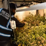 La Policia de la Ciudad fue a buscar armas y se encontro un invernadero con 52 plantas de marihuana