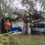 Temporal y destrozos en la Costa Atlantica hubo apagones y una camioneta fue aplastada por un arbol en Mar del Plata