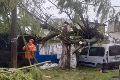 Temporal y destrozos en la Costa Atlantica hubo apagones y una camioneta fue aplastada por un arbol en Mar del Plata