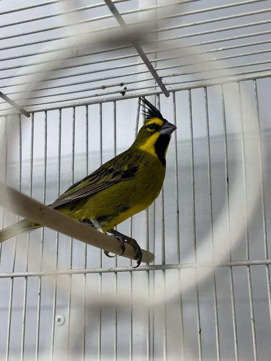 Trafico ilegal de animales silvestres 47 fueron repatriados