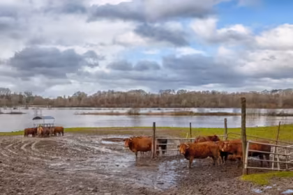 Un hombre de 70 anos murio ahogado en Santa Fe arriaba animales por la creciente de los rios por El Nino